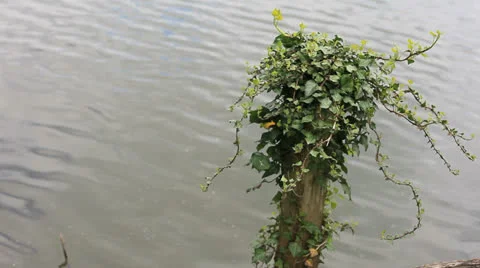 Pond and ivy 01 Stock Footage 23714092