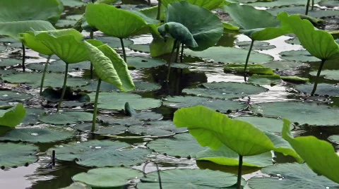 Pond and lotus leaf Video stock 748457