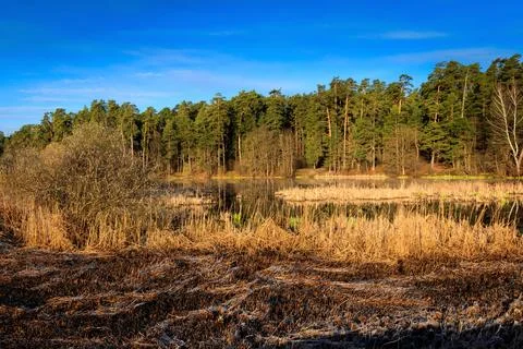 Pond and pine forest with grass in the spring. Stock Photos