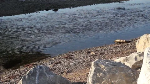 Pond and Stone 1 Vídeo Stock 39963761