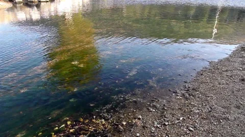 Pond and Stone 4 스톡 동영상 39963049