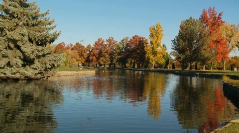 Pond and trees Stock Footage 1038880