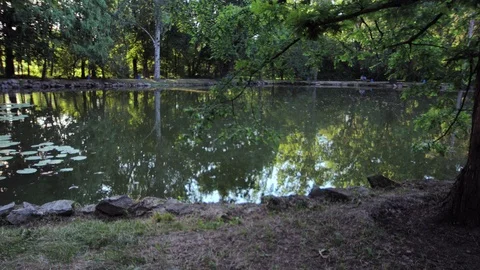 Pond in the arboretum Video stock 94775737
