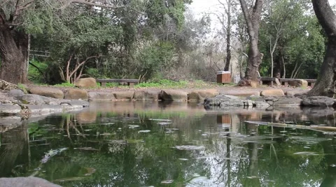 Pond in the archeological park Tel Dan in Israel Stock Footage 64058460
