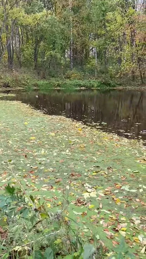 Pond in autumn with ducks Stock Footage 287827143