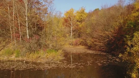 Pond in the autumn forest Stock Footage 81270999