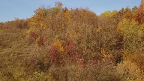 Pond in the autumn forest Stock Footage 83204429