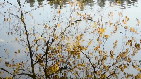 Pond in the autumn forest Stock Footage 142186923