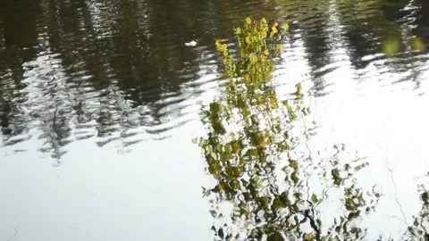 Pond in the autumn forest Stock Footage 142186983