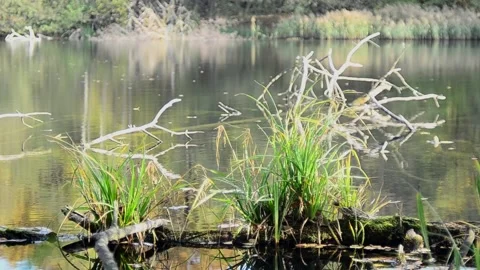 Pond in the autumn forest Stock-Footage 142187034