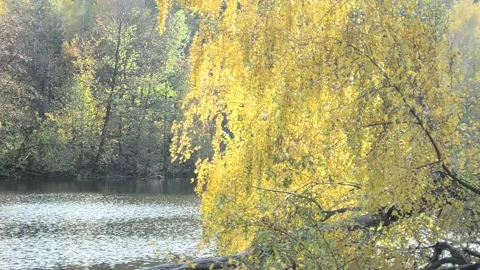 Pond in the autumn forest Stock Footage 142187130