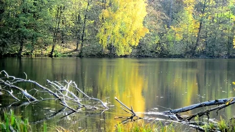 Pond in the autumn forest Stock Footage 142187266
