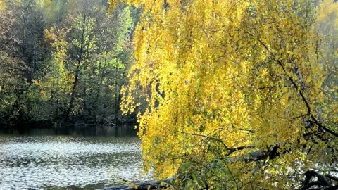 Pond in the autumn forest Stock Footage 142187342