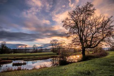 Pond with backlit tree Stock Photos
