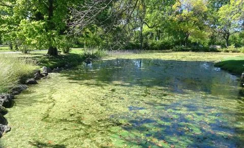 Pond with beautiful deep green algae, trees, lily pads Stock Photos
