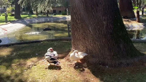 Pond with beautiful ducks in the park. Stock Footage 236088409