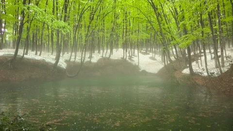 Pond of beech forest where it rains, Niigata Prefecture, Japan Stock Footage 101183183