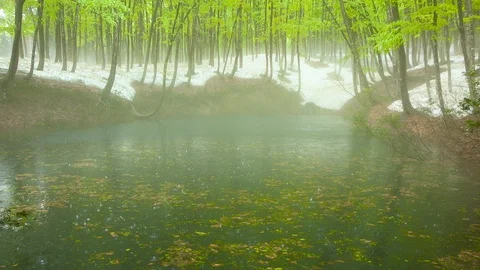 Pond of beech forest where it rains, Niigata Prefecture, Japan Vidéo 101183285