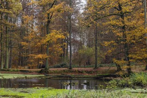 Pond in beech trees forest Foto stock