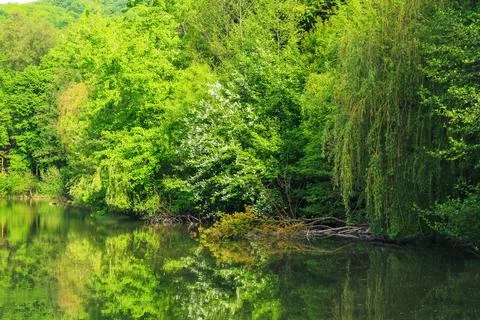 Pond in beech woods 스톡 사진