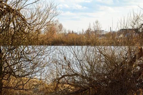 Pond behind the bushes Foto stock
