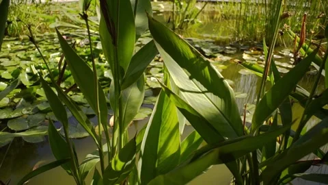 A pond with big leafs with white lotus flowers on in the foreground  Stock Footage 139344997