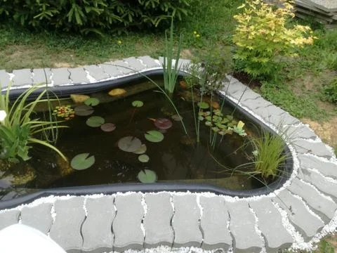 POND  BIOTOP Stock Photos