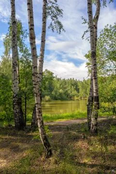 Pond in birch forest Foto stock