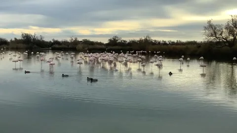 Pond with birds Stock Footage 170949374