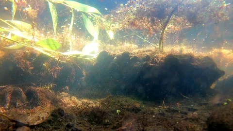 Pond Bottom Muddy Environment Background Stock Footage 103630257