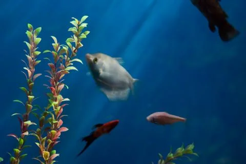 At the pond bottom Stock Photos