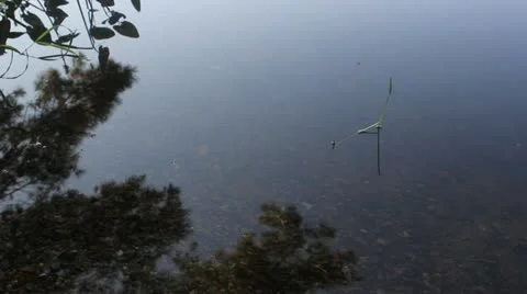 Pond Bottom Through Water Stock Footage 11185810