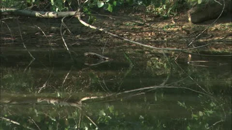 Pond branches pan Stock Footage 11078879
