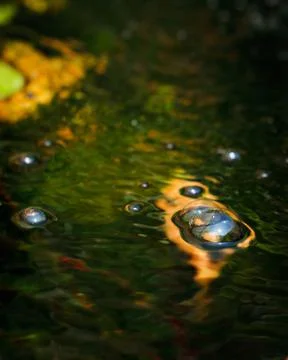 Pond bubbles Stock Photos
