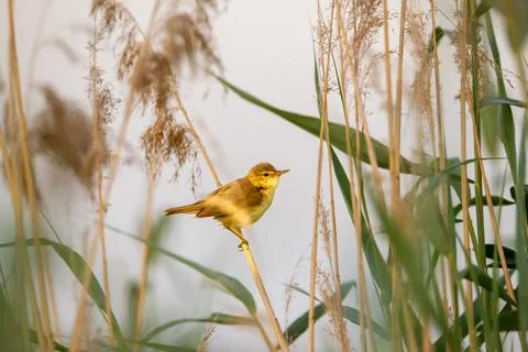 Pond cane singer Stock Photos