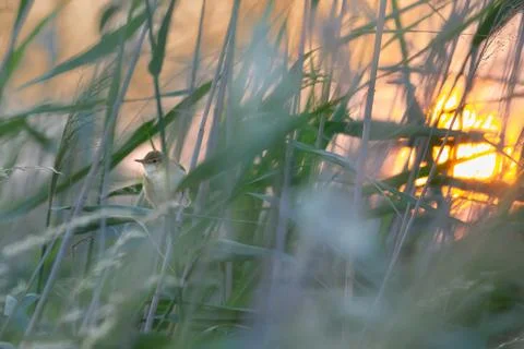 Pond cane singer Stock Photos