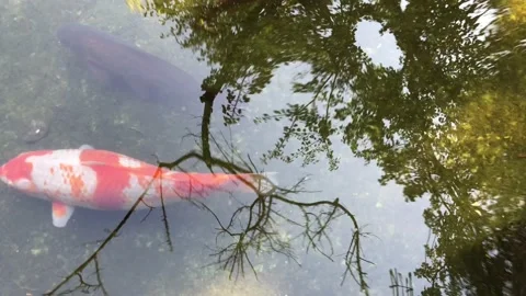 Pond with carp in METU, Ankara. Stock Footage 100123082