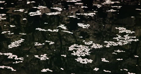 Pond with Cherry Blossoms Stock Footage 239033467