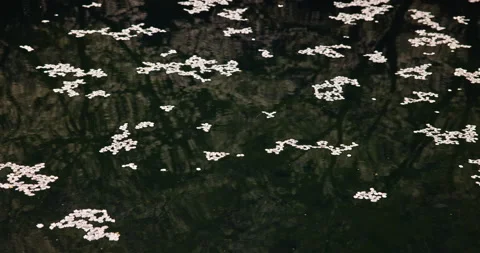 Pond with Cherry Blossoms Stock Footage 239033567