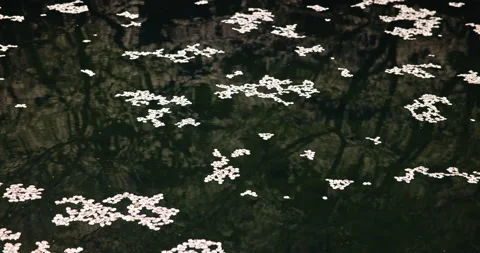 Pond with Cherry Blossoms Stock Footage 239033583