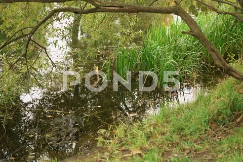 Pond in city park in autumn season Stock Photos