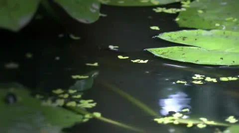 Pond close-up Stock Footage 10576088