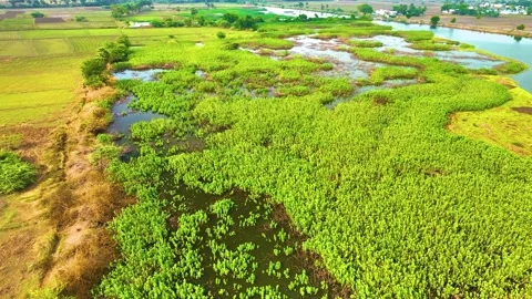 Pond - Close up - Orbiting Shot Stock Footage 254264692