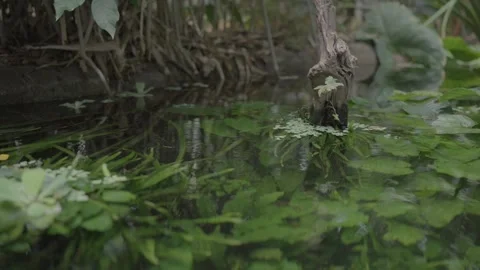 Pond closeup Video stock 346793609