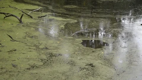 Pond with common duckweed Stock Footage 141340670