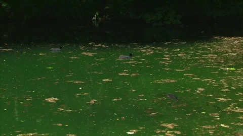 Pond with coots and carp during algae bloom Stock Footage 327714718