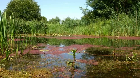 A pond in the countryside at summertime Stock Footage 122127977
