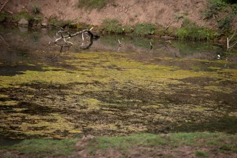 Pond covered with algae Stock Photos