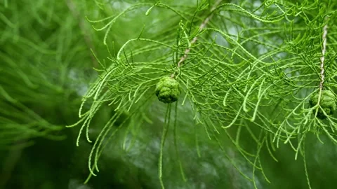 Pond Cypress Cone growing on a tree 库存影片 336649722