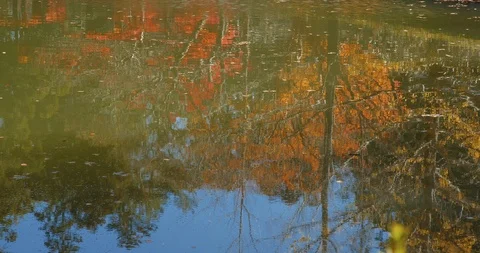 Pond in Danjogaran temple with maple trees reflection, at Mount Koya, Japan. Stock Footage 121114297
